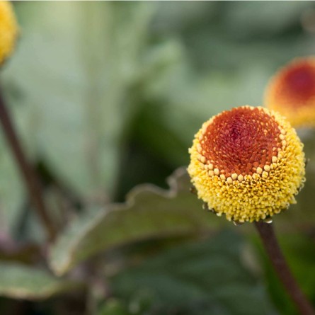 Principio activo "Botox vegetal"