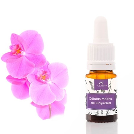 Células Madre de Orquídea