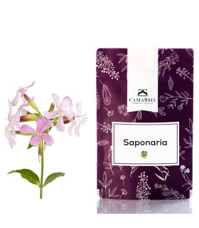 Saponaria (planta para hacer jabón)
