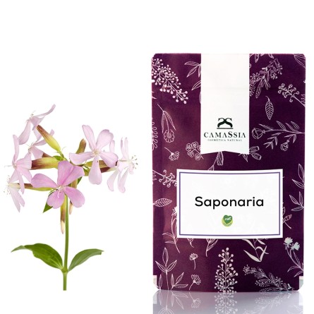 Saponaria (planta para hacer jabon)