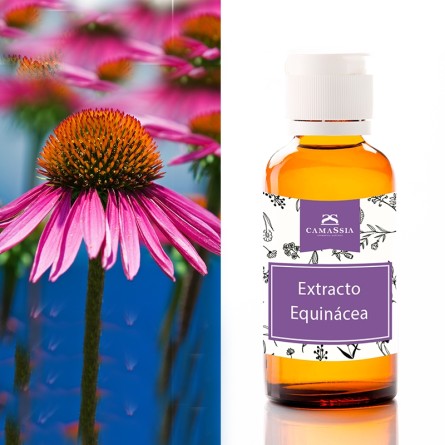 Extracto de Equinacea