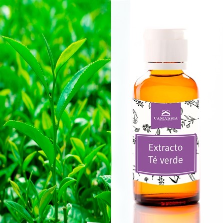 Extracto de té verde