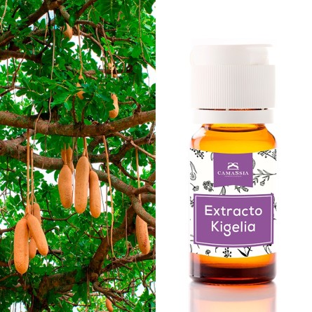 Extracto de Kigelia