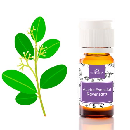 aceite esencial ravensara