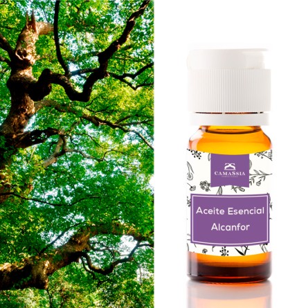 aceite esencial alcanfor