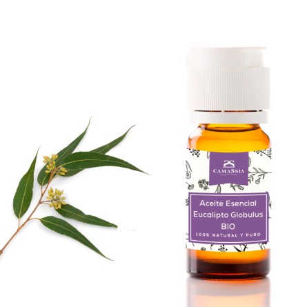 Aceite esencial eucalipto (Eucalyptus globulus) BIO
