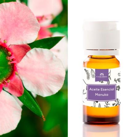 Aceite esencial manuka ( leptospermum scoparium )