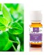 aceite esencial oregano