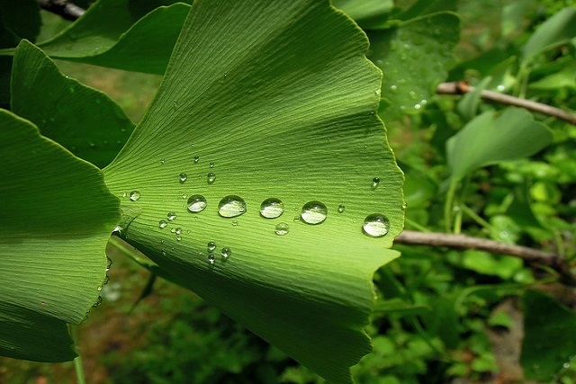 Ginkgo biloba: propiedades y beneficios en la cosmética natural