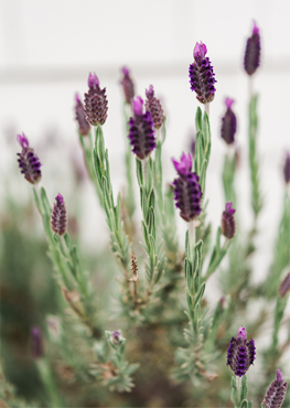 Certificacion ecológica Camassia ECO